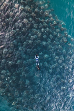 Aerial view of a lone diver surrounded by a mesmerizing squadron of Mobula rays gliding through the turquoise waters of the Sea of Cortez., La Paz, Baja California Sur, Mexico.