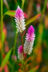 purple thistle flower, Celosia argentea flowers 