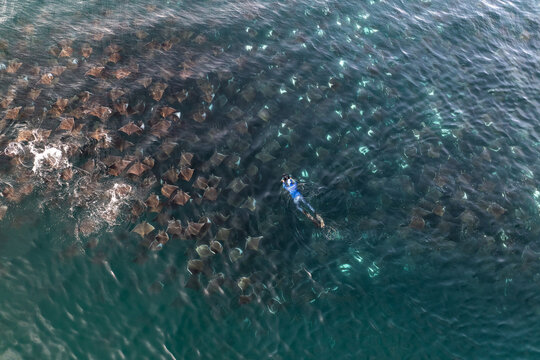 Aerial view of a swimmer amidst the mesmerizing school of mobula rays, their dark forms contrasting with the shimmering turquoise waters of the Sea of Cortez, La Paz, Baja California Sur, Mexico.