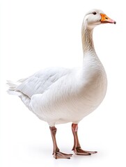 Obraz premium Full-body white goose, upright, with an orange beak, isolated on white
