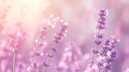 Fototapeta premium A soft gradient background blending pastel pink into light lavender, creating a calm and dreamy atmosphere