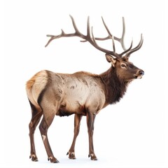 Stealthy Bobcat in Natural Habitat