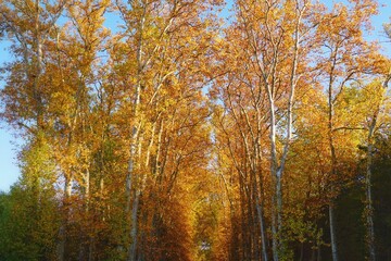Autumn Trees in Forest with Yellow Leaves Against Clear Blue Sky