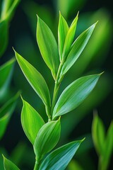 Obraz premium Upward angled shot of bright green plant leaves with dark, blurred background