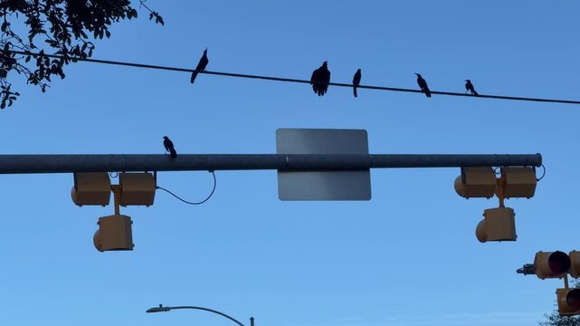 Birds sitting on power lines 