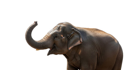 Obraz premium Large adult Asian elephant with raised trunk isolated PNG with Transparent Background