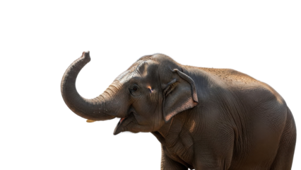 Large adult Asian elephant with raised trunk isolated PNG with Transparent Background