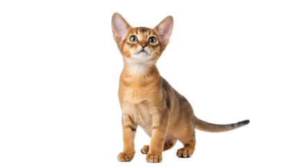 Adorable Abyssinian kitten PNG isolated, a cute ginger cat with big ears looking up on transparent background