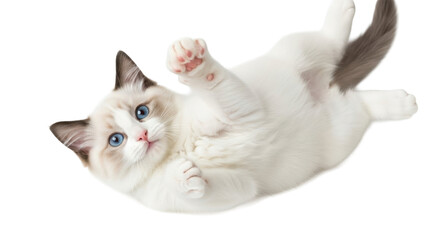 Adorable Ragdoll kitten lying on its back isolated PNG, cute fluffy cat with blue eyes on transparent background