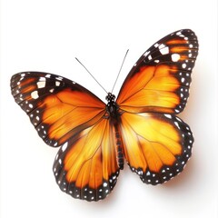 Colorful Butterfly in Flight