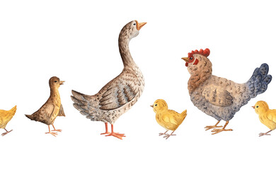 Seamless watercolor border with chicken, hen, goose and gosling, ideal for farm themed textiles, packaging, children materials, rustic decor. Hand painted with soft natural textures