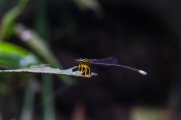 Yellow-Legged Damselfly Resting on Leaf in Low-Light Macro Photography
