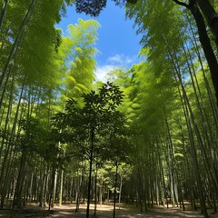 A verdant bamboo forest frames a patch of blue sky. Sunlight filters through the dense canopy creating a tranquil, serene atmosphere