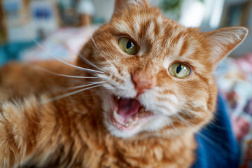 A close-up image of an orange tabby cat with green eyes, mouth open as if meowing. The background is softly blurred, focusing attention on the cat's expressive face.