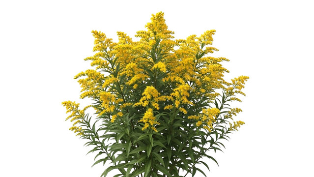 Beautiful goldenrod flowers in full bloom