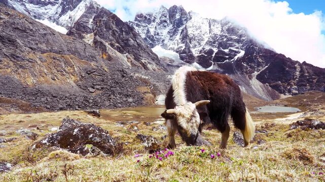 Cinematic Camera Footage of the Nepal Himalaya &ndash; Pure Nature, Peaks, and Mountain Atmosphere
