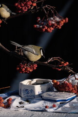 great tit parus major