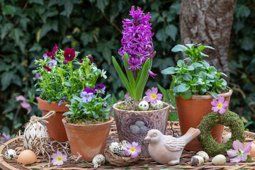 pink Hornveilchen (Viola cornuta) und Hyazinthe in Terracotta-Töpfen im Frühlingsgarten