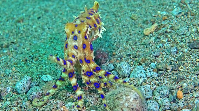 Blue-Ringed Octopus Exploring Sandy Seafloor