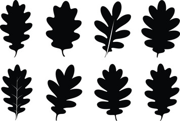 Collection of seven black oak leaf silhouettes on white background © HAFIJA KHATUN