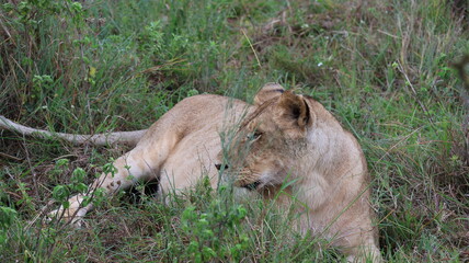 A close-up portrait of a female lion in the wild, capturing strength, elegance, and calm focus in natural light.