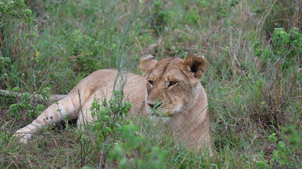 A close-up portrait of a female lion in the wild, capturing strength, elegance, and calm focus in natural light.