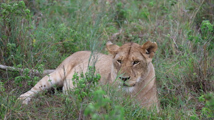 A close-up portrait of a female lion in the wild, capturing strength, elegance, and calm focus in natural light.