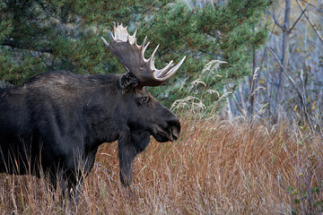 portrait of massive bull moose in natural fall environment