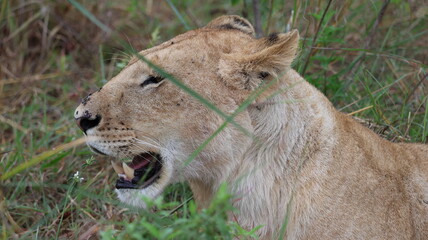 A close-up portrait of a female lion in the wild, capturing strength, elegance, and calm focus in natural light.