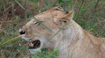 A close-up portrait of a female lion in the wild, capturing strength, elegance, and calm focus in natural light.