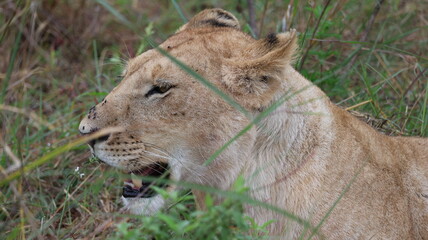 A close-up portrait of a female lion in the wild, capturing strength, elegance, and calm focus in natural light.
