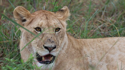 A close-up portrait of a female lion in the wild, capturing strength, elegance, and calm focus in natural light.