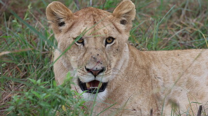A close-up portrait of a female lion in the wild, capturing strength, elegance, and calm focus in natural light.
