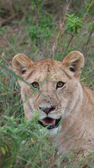 Eye-to-Eye with the Queen,  A striking direct-gaze portrait of a lion, creating an instant emotional connection and dramatic visual impact.