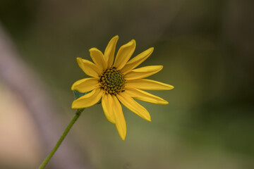 Yellow Wild Sunflower with Soft Green Bokeh