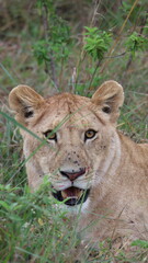 Eye-to-Eye with the Queen,  A striking direct-gaze portrait of a lion, creating an instant emotional connection and dramatic visual impact.