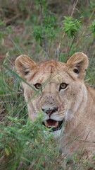 A close-up portrait of a female lion in the wild, capturing strength, elegance, and calm focus in natural light.