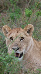 A close-up portrait of a female lion in the wild, capturing strength, elegance, and calm focus in natural light.