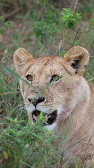 A close-up portrait of a female lion in the wild, capturing strength, elegance, and calm focus in natural light.