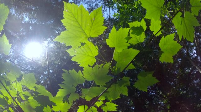 Maple Leaves in Sun Pacific Northwest Forest 4K UHD.A camera move under a Pacific Northwest rainforest canopy in the sun. 4K UHD.
