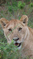 Eye-to-Eye with the Queen,  A striking direct-gaze portrait of a lion, creating an instant emotional connection and dramatic visual impact.