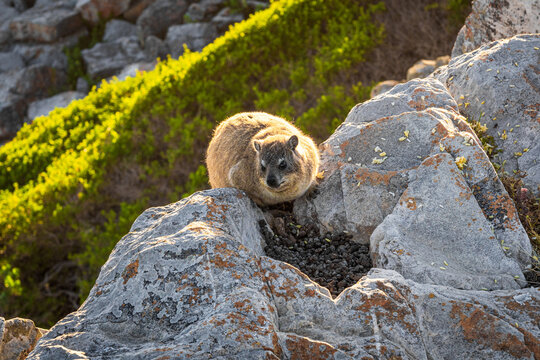 Rock Hyraxes in Cliff Path, Hermanus, South Africa