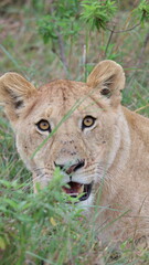 Eye-to-Eye with the Queen,  A striking direct-gaze portrait of a lion, creating an instant emotional connection and dramatic visual impact.