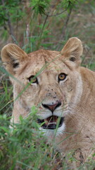 Eye-to-Eye with the Queen,  A striking direct-gaze portrait of a lion, creating an instant emotional connection and dramatic visual impact.
