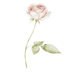 Obraz premium Single delicate watercolor rose stem with soft pink petals and gentle green leaves illustration