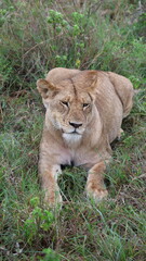 A close-up portrait of a female lion in the wild, capturing strength, elegance, and calm focus in natural light.