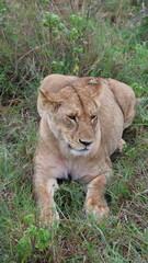 A close-up portrait of a female lion in the wild, capturing strength, elegance, and calm focus in natural light.