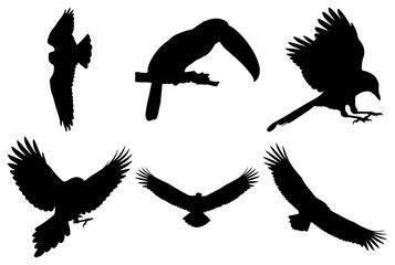 Fototapeta premium Collection of bird silhouettes in various flight and perched poses