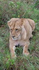 A close-up portrait of a female lion in the wild, capturing strength, elegance, and calm focus in natural light.