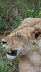 A close-up portrait of a female lion in the wild, capturing strength, elegance, and calm focus in natural light.